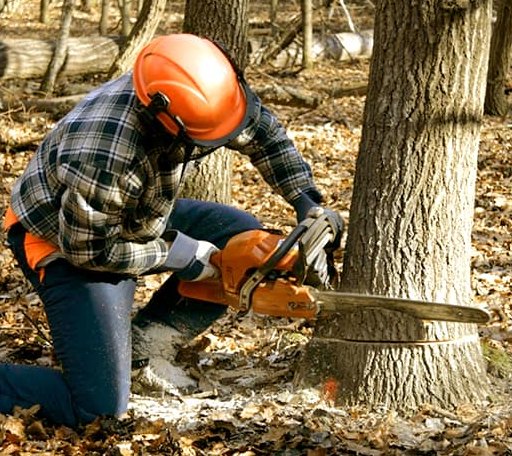 Tree Removal in Jeffers, MN
